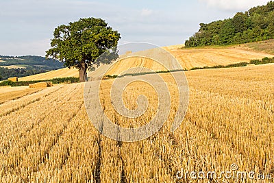 Oak tree stands out in a recently harvested field Stock Photo