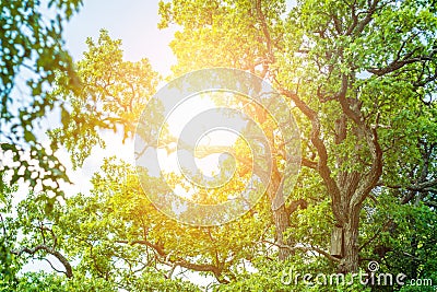 Oak tree and sun Stock Photo