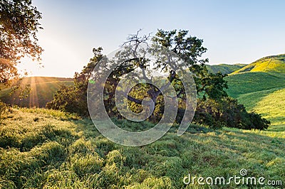 Oak tree at sunset with golden rolling hills Stock Photo