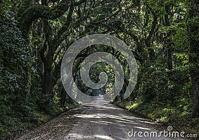 Oak Tree Tunnel Road to Botany Bay Plantation in Editso Island S Stock Photo