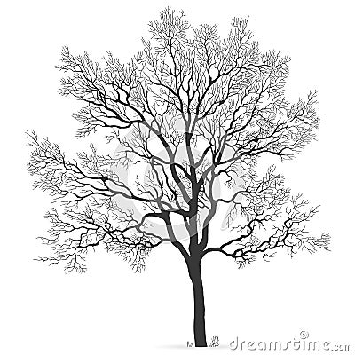 Oak Tree vector silhouette Vector Illustration