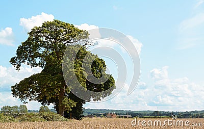 Oak trees border a wheat field in Kent Stock Photo