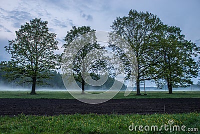 Oak trees in misty evening Stock Photo