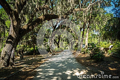 Oak Trees and Spanish Moss shade the graves in the Bonaventure Cemetery in Savannah Georgia Stock Photo