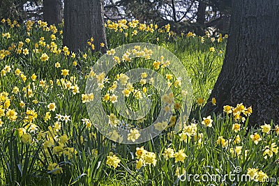 Oak Trees and Spellbinder Daffodils Stock Photo