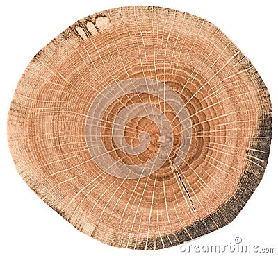 Oak wood texture. Tree slice with growth rings isolated on white background Stock Photo