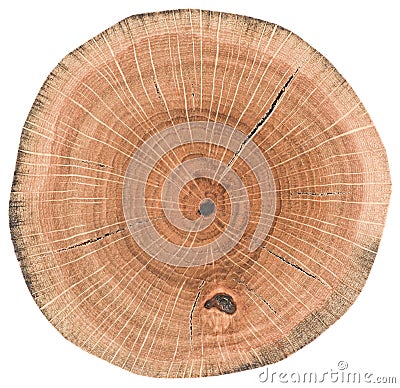 Oak wood texture. Tree stump with growth rings and cracks isolated on white background Stock Photo