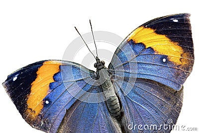 Oakleaf butterfly (Kamilla paralekta) Stock Photo