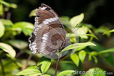 Oakleaf butterfly (Kamilla paralekta) Stock Photo