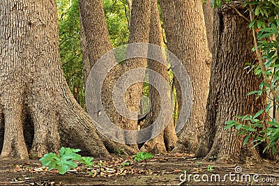Oaks in charmed forest Stock Photo