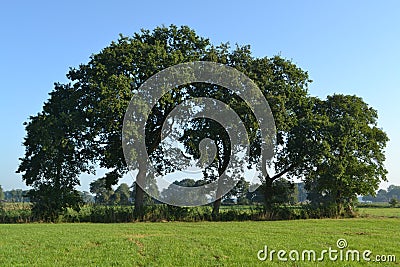 Oaks near an agriculture raod in natue area Reestdal Stock Photo