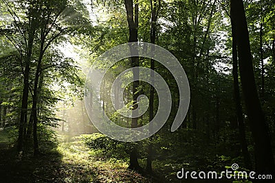 oaks in the spring forest backlit by morning sun foggy weather rising highlights fresh foliage on trees springtime deciduous at Stock Photo