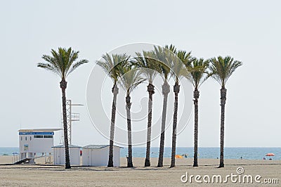 Oasis of a large group of palm trees on the beach of Roquetas de Mar. August 14, 2019. Roquetas de Mar Almeria. Spain. Travel Stock Photo