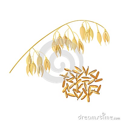 Oat ears of grain and bran. Golden spike and corn Vector Illustration