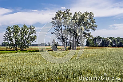Oat field in Poland, summer in Mazowsze region Stock Photo