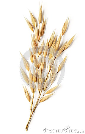 Oat plant Stock Photo