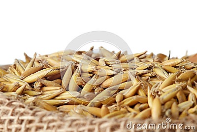 Oat seeds Avena sativa Stock Photo