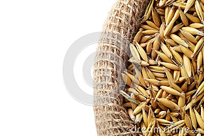 Oat seeds Avena sativa Stock Photo