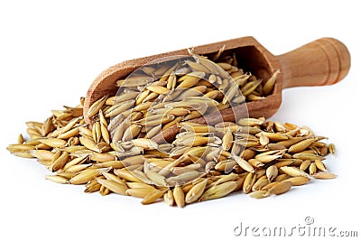 Oat seeds Avena sativa Stock Photo