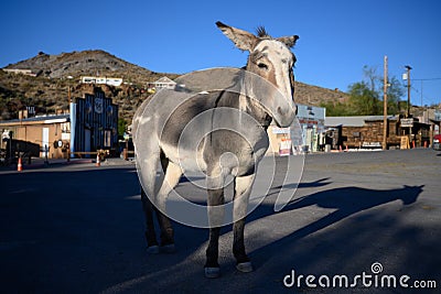 Oatman, AZ, USA, November the 1st, 2019 - A historic ghost town of Oatman in Arizona, donkey on street Editorial Stock Photo