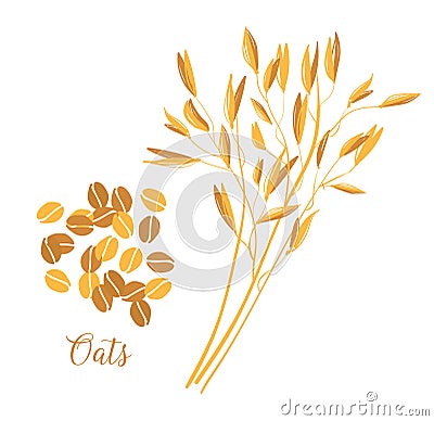 Oats cereals grain. Spikes and grains of oats. Vector Illustration