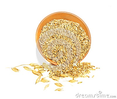 Oats grains and spikes Stock Photo