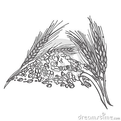 Oats, oat flakes. Graphic illustrations. Agriculture industry organic crop products for oat groats flakes, oatmeal Vector Illustration