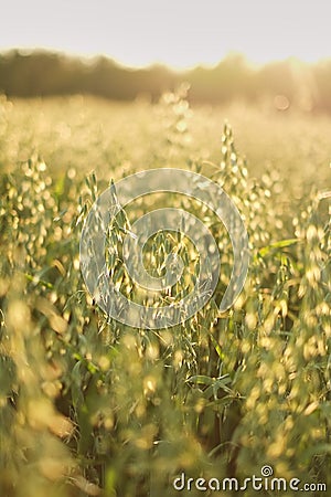 oats on sunset texture green field sunshine theme Environment protection. Stock Photo