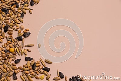 Oats, wheat, corn, sunflower seeds on pink background. Stock Photo