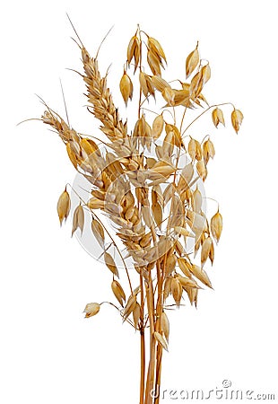 Oats and wheat Stock Photo