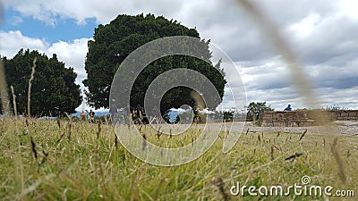 Oax tree Stock Photo