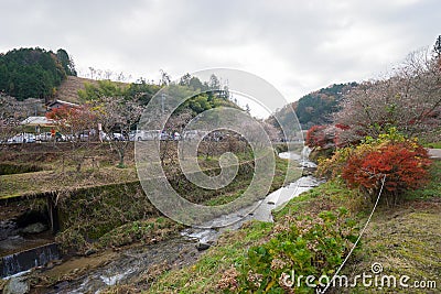 Obara, Aichi, Japan - November 22, 2016 : Unidentified tourist v Stock Photo