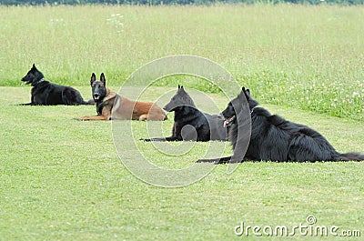 Obedience Stock Photo