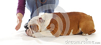 Obedience training Stock Photo