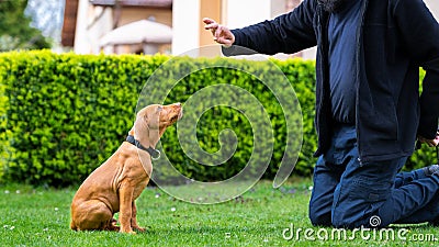 Obedience training. Man training his vizsla puppy the Sit Command using treats. Stock Photo