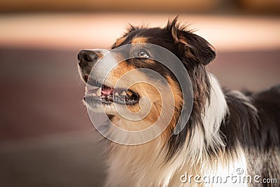 Obedient Border collie dog. Head Portrait Stock Photo