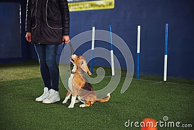Obedient calm beagle mastering the Stay command Stock Photo