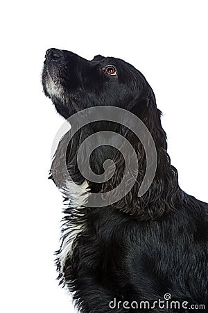 Obedient Cocker Spaniel Looking Up Stock Photo