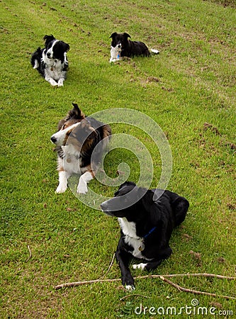 Obedient collie dogs Stock Photo