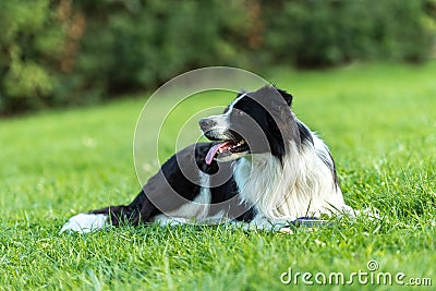 Obedient Corder Collie is lying in a park on the floor Stock Photo