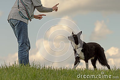 Obedient cute border collie dog is trained by a trainer who is also his owner Stock Photo