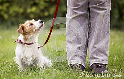 Obedient cute pet dog puppy looking up to his owner Stock Photo