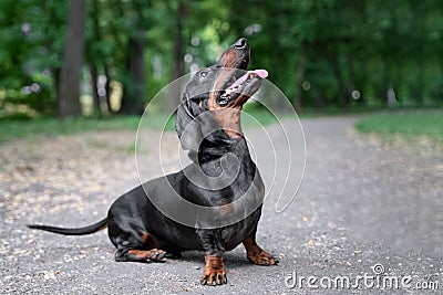 Obedient dachshund dog, black and tan, joyfully looks at his owner for a walk in the summer park Stock Photo