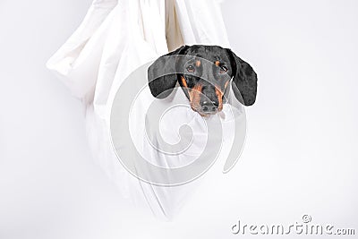 Obedient dachshund dog was wrapped in sheet and hung up, its head sticking out, white background, copy space. Eco Stock Photo
