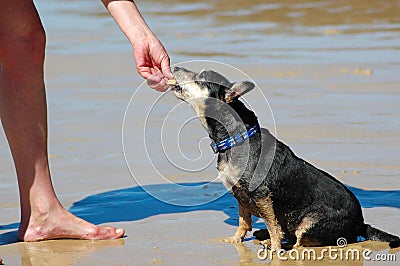 Obedient dog Stock Photo