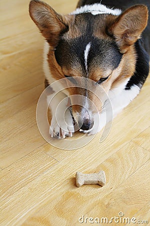 Obedient Dog Stock Photo