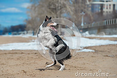 The obedient dog dances on its hind legs vertically on a sandy beach in spring Stock Photo