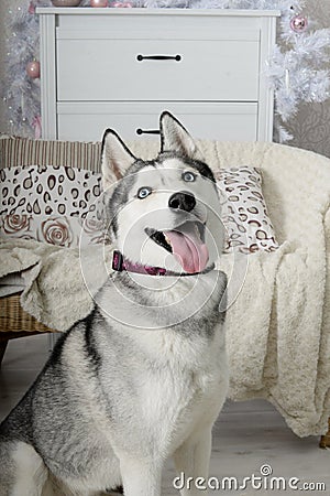 obedient dog funny husky Stock Photo