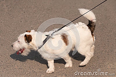 Obedient dog and long-line training leash on green grass background Stock Photo