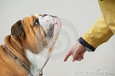 Obedient dog portrait Bulldog Stock Photo